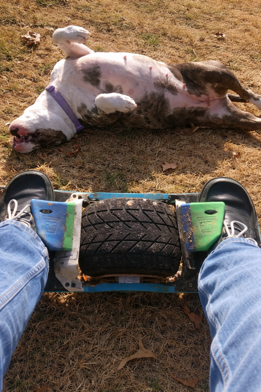 Dog at full stride outdoors